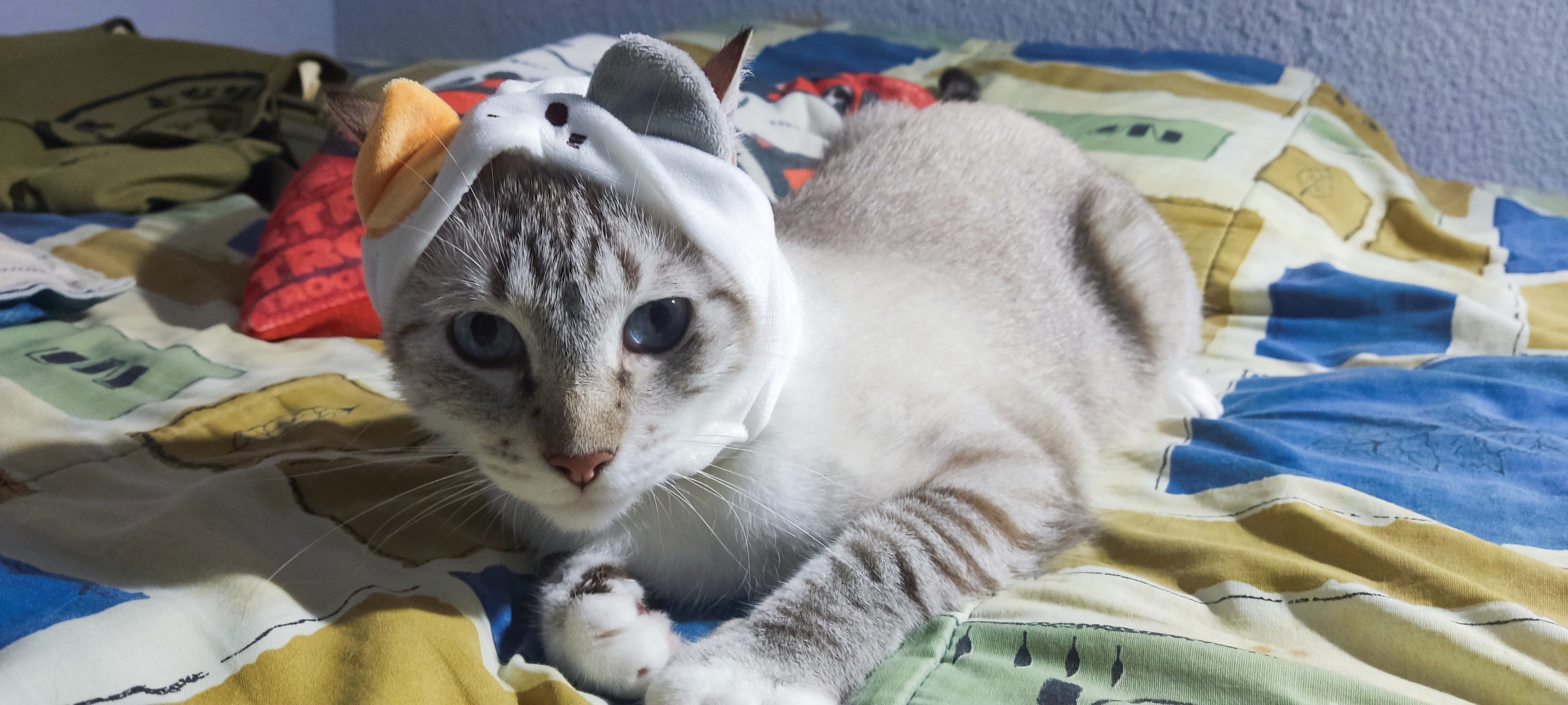 Gato con gorro de gato