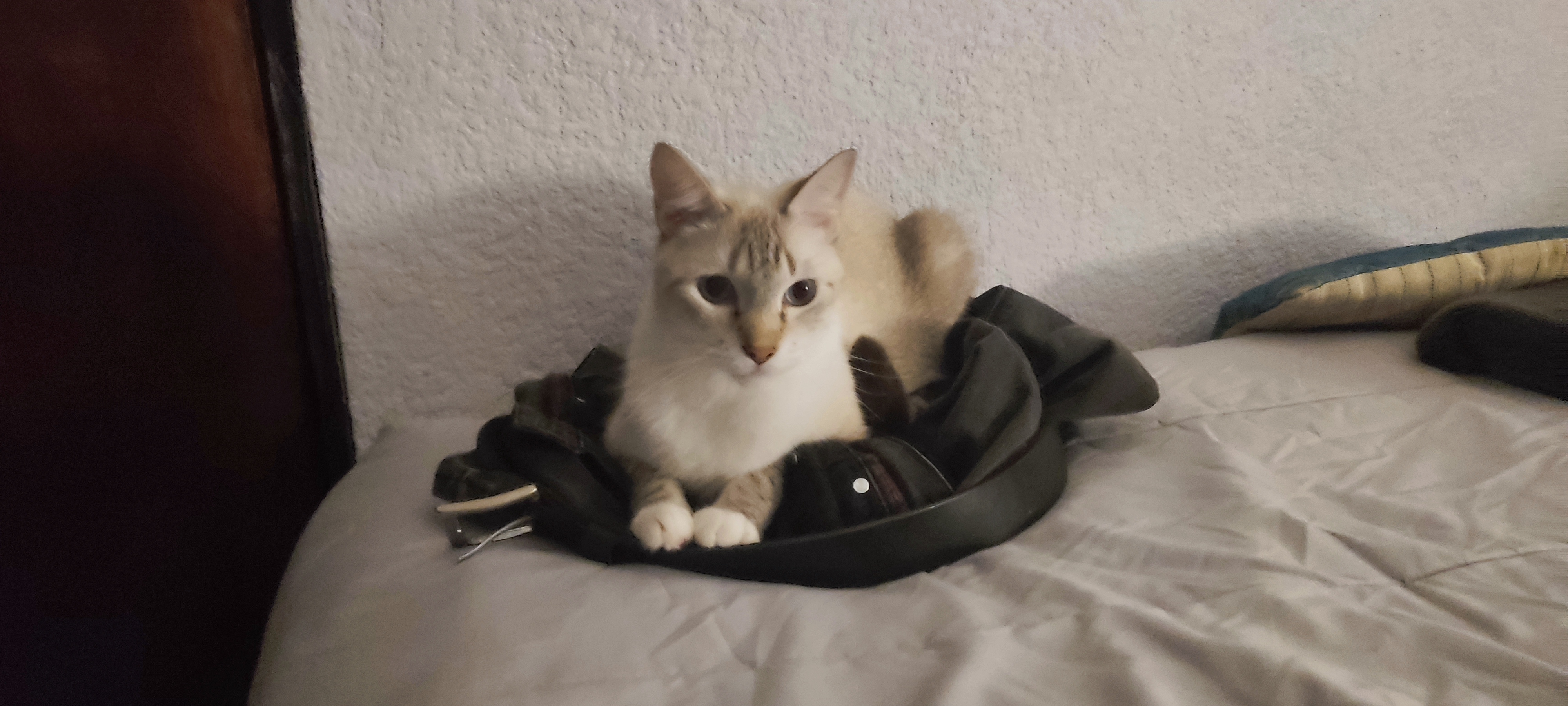 Gato sentado sobre pantalón